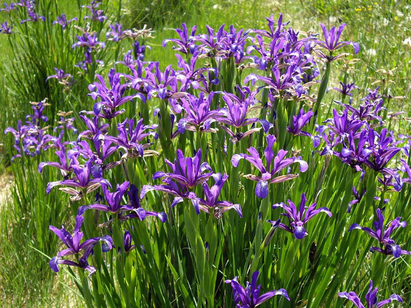 Iris spuria ssp maritima photo